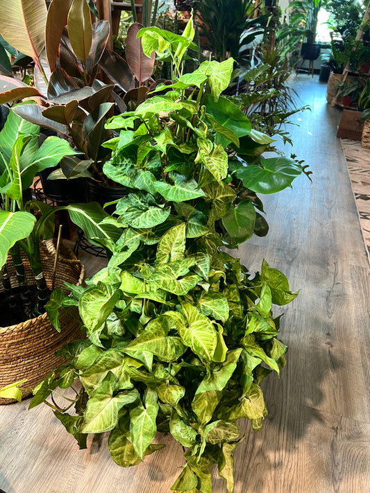 Syngonium Pole 8”