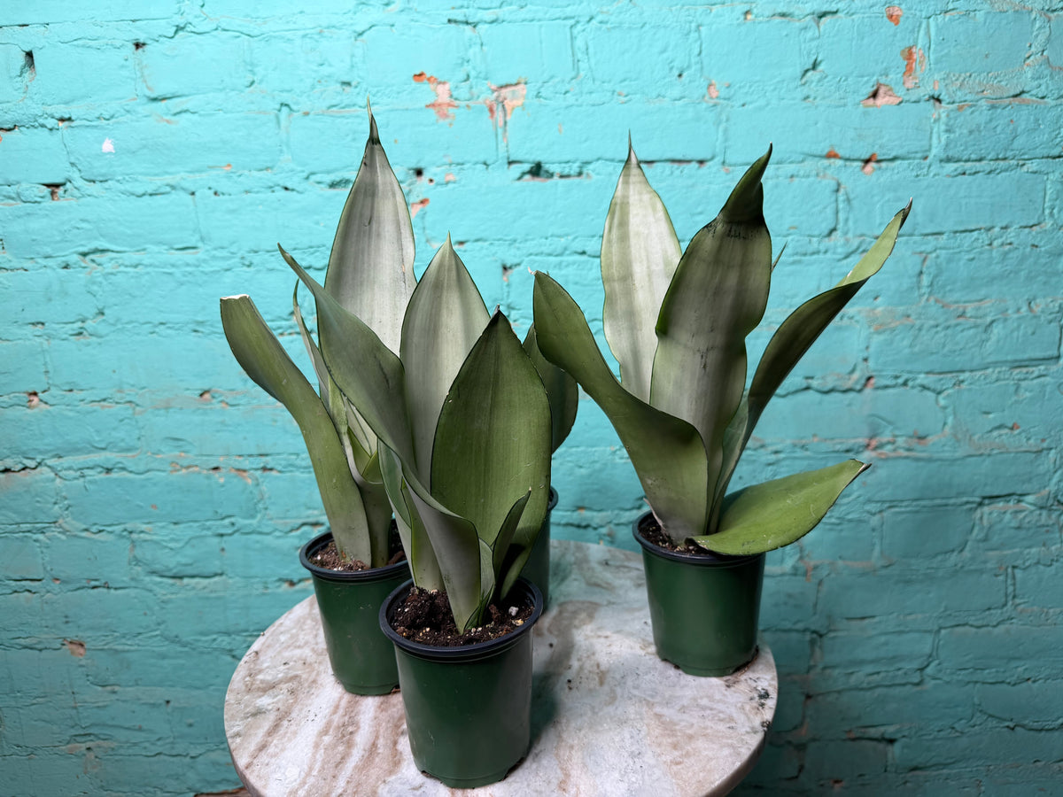 Snake Plant ‘Moonlight’