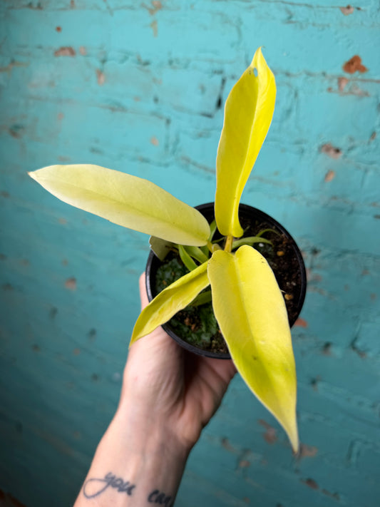 Philodendron Golden Crocodile 4”