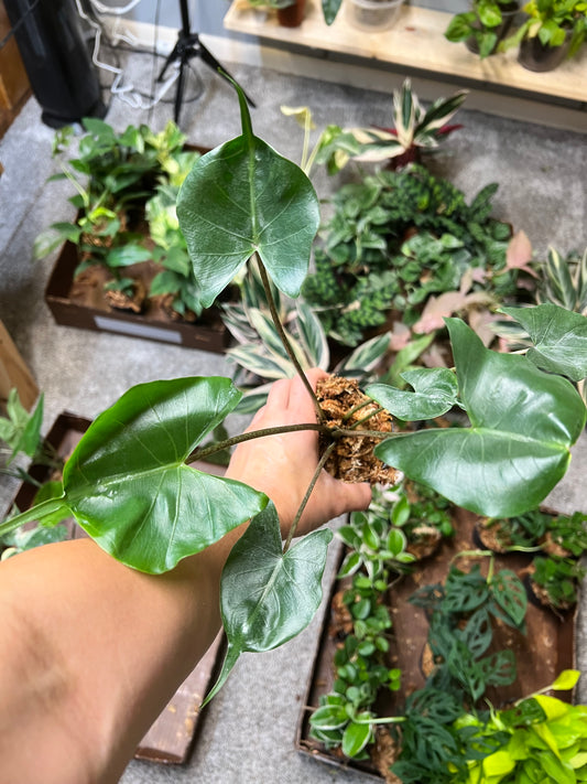 Alocasia Stingray