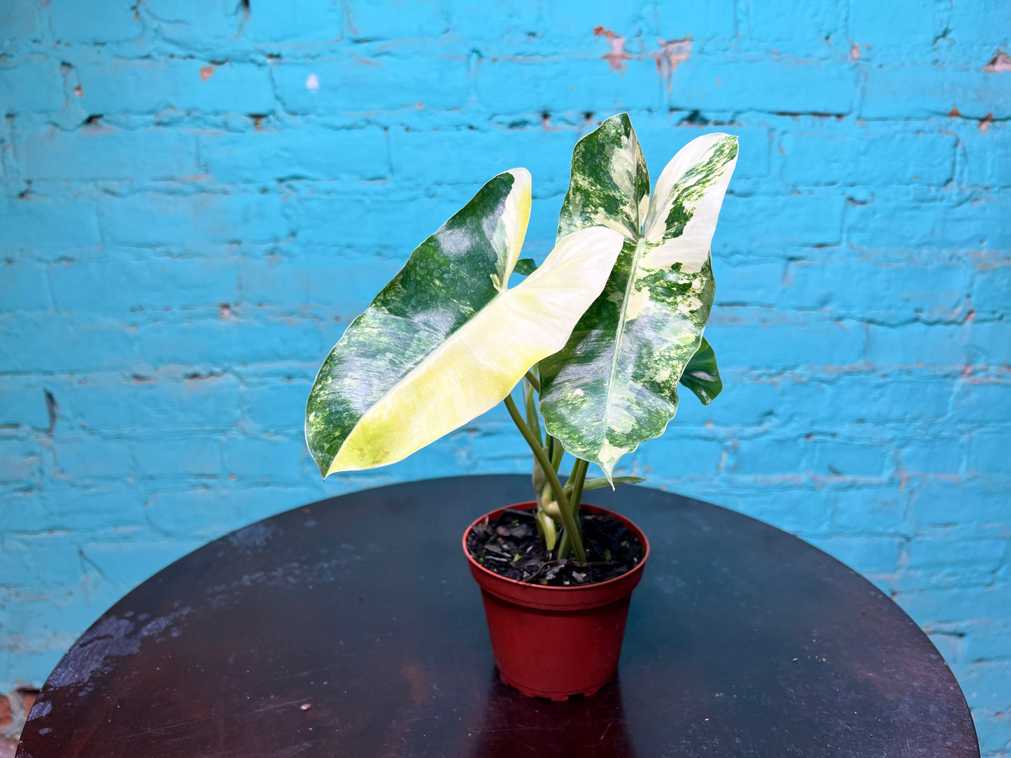 Philodendron Burle Marx Variegated 4”