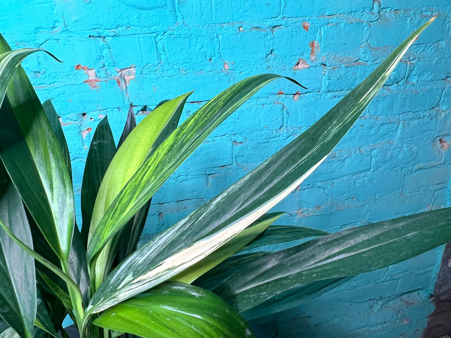 Epipremnum Amplissimum Variegated 6”