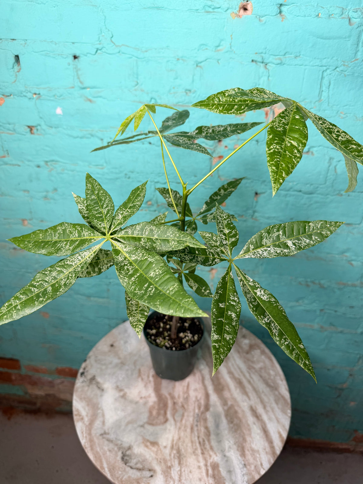 Money Tree Variegated 4”