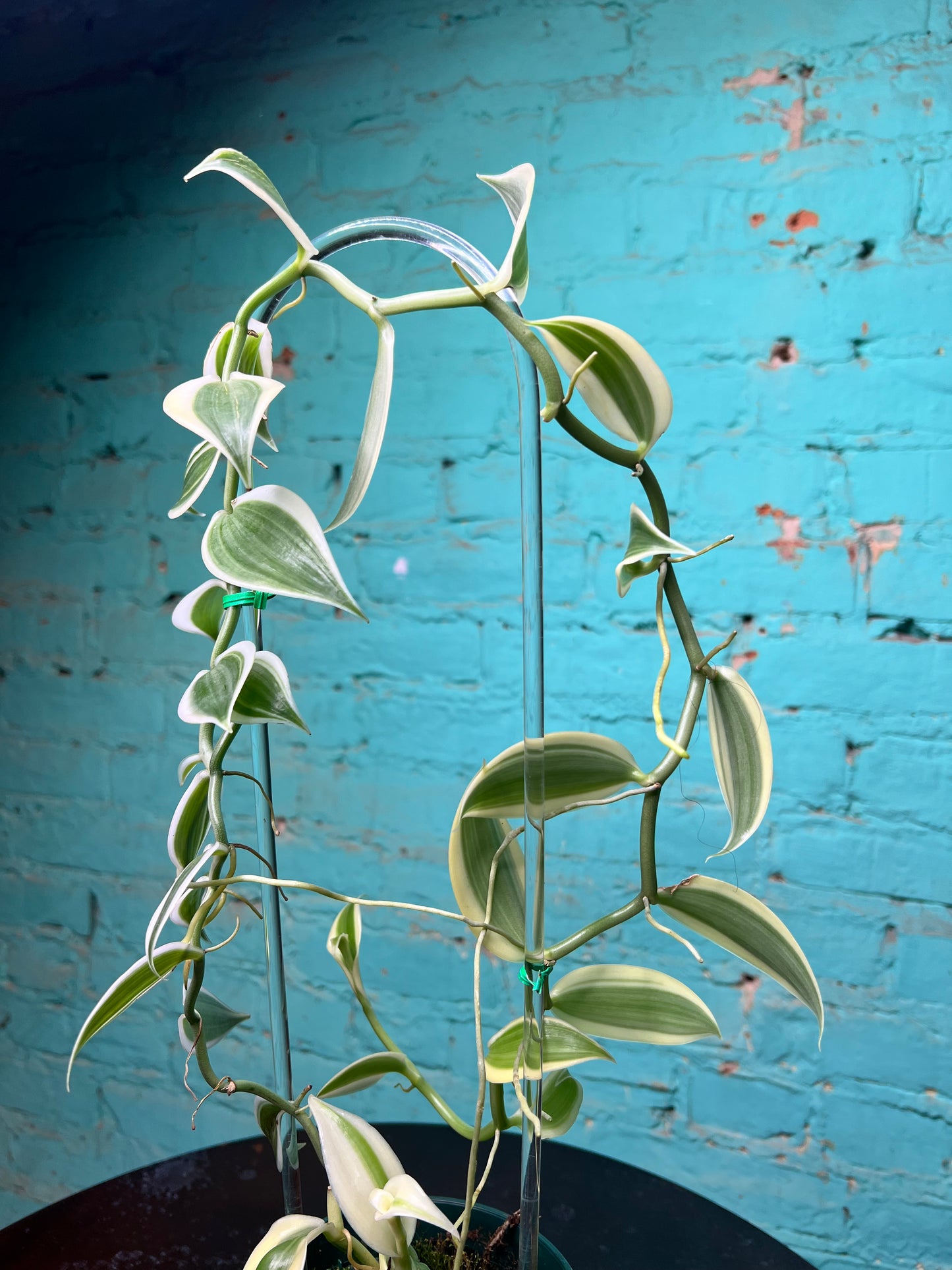 Vanilla Bean Orchids Trellis