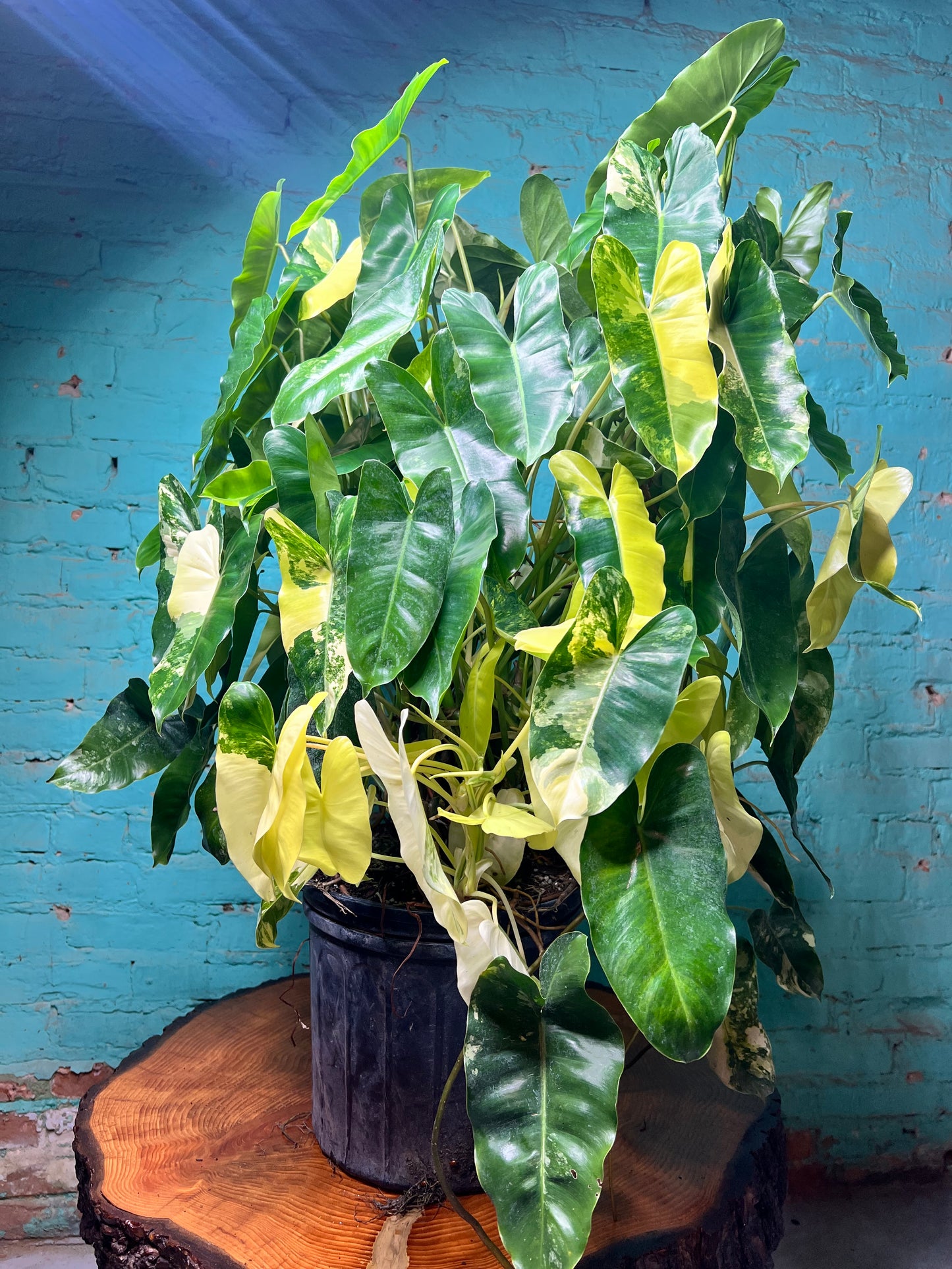 Philodendron Burle Marx Variegated 10” (Mature Plant)