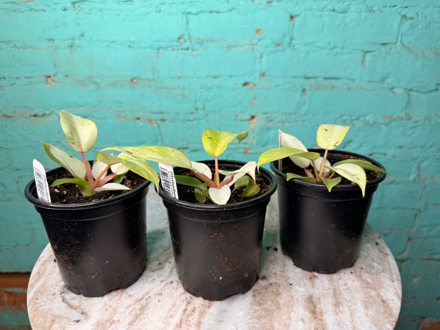 Philodendron Snow Drift 4”