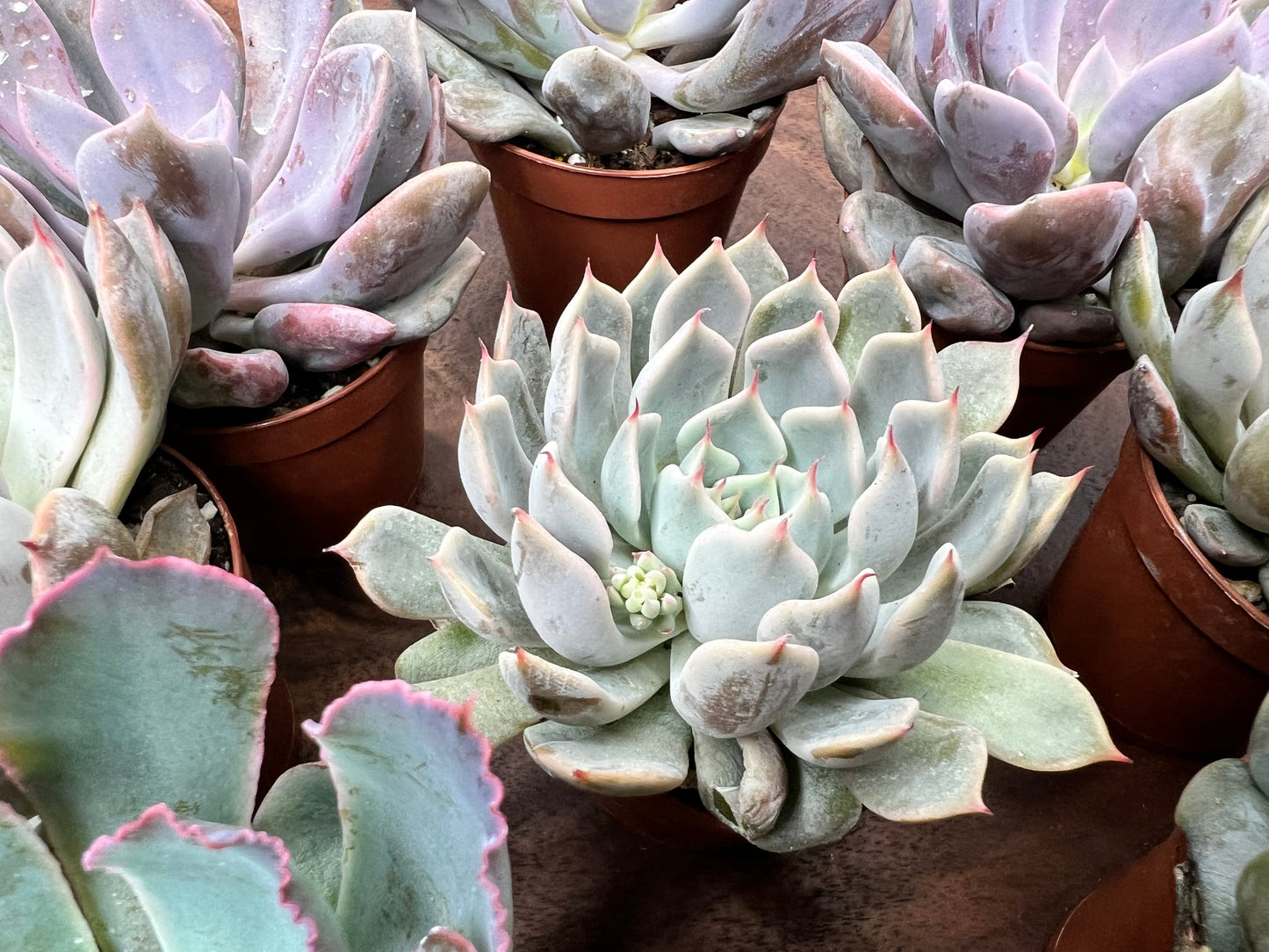 Echeveria (each)