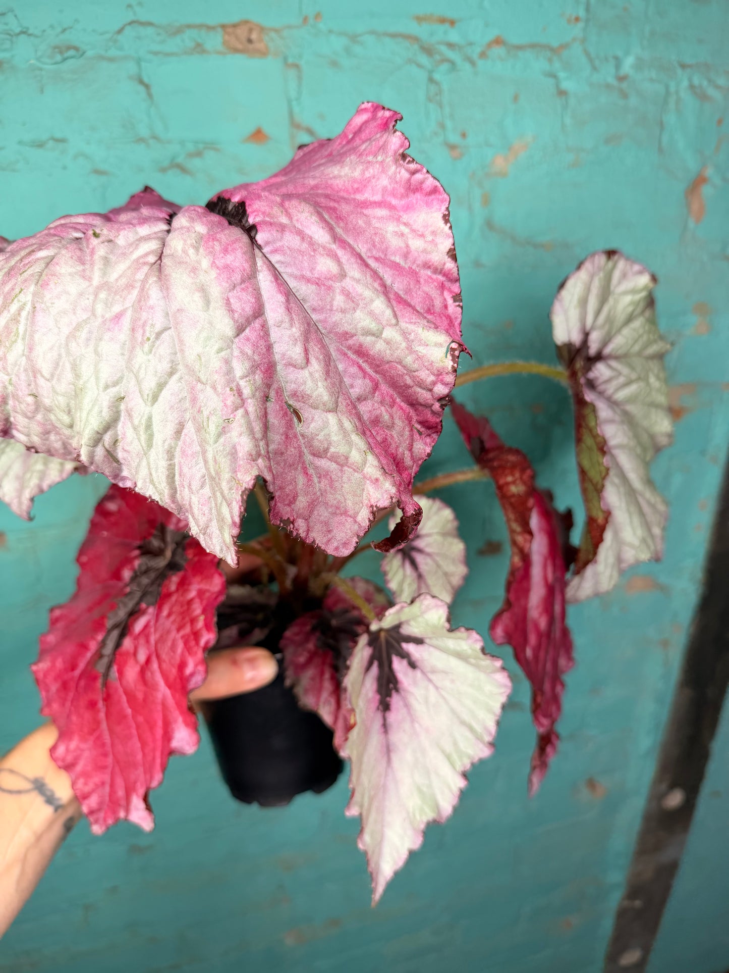 Begonia T-Rex ‘Ruby Slipper’