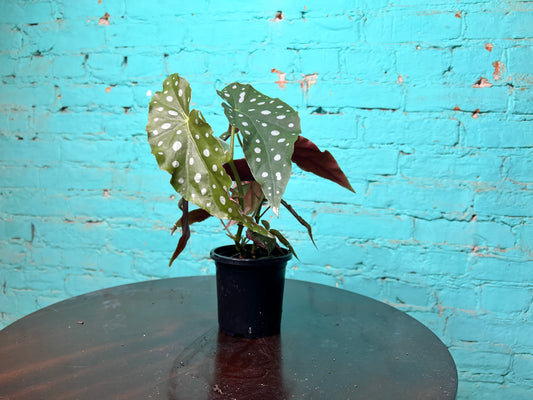 Begonia Maculata- Polka Dot 4”