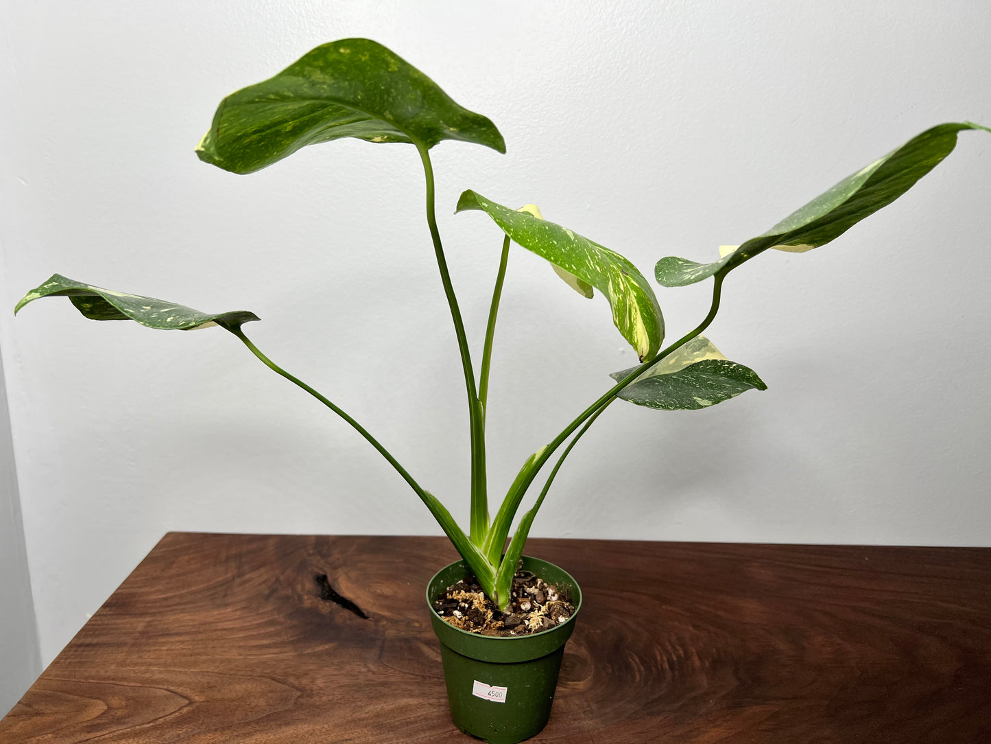 Monstera Thai
Constellation