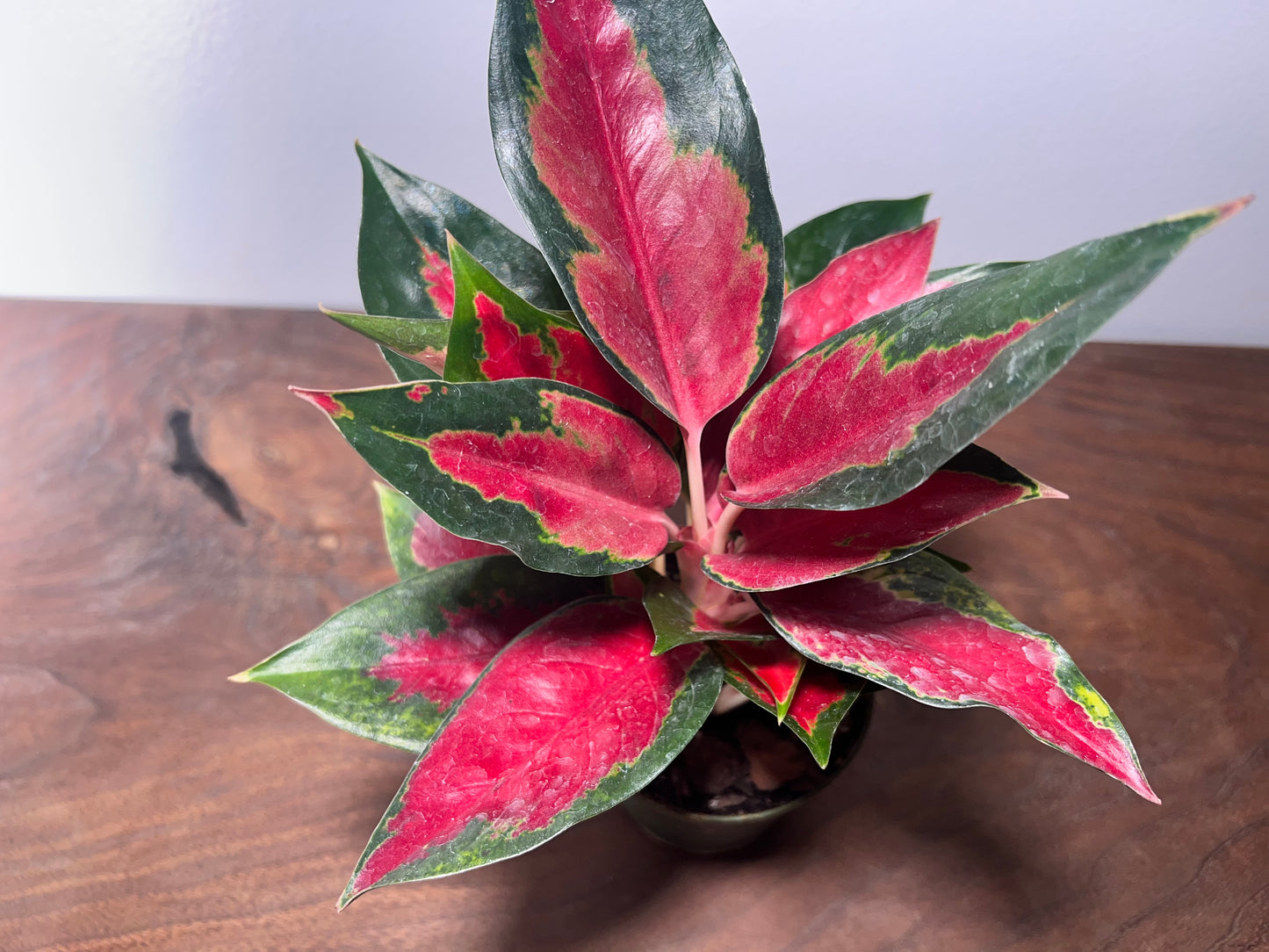 Aglaonema Star King  4”