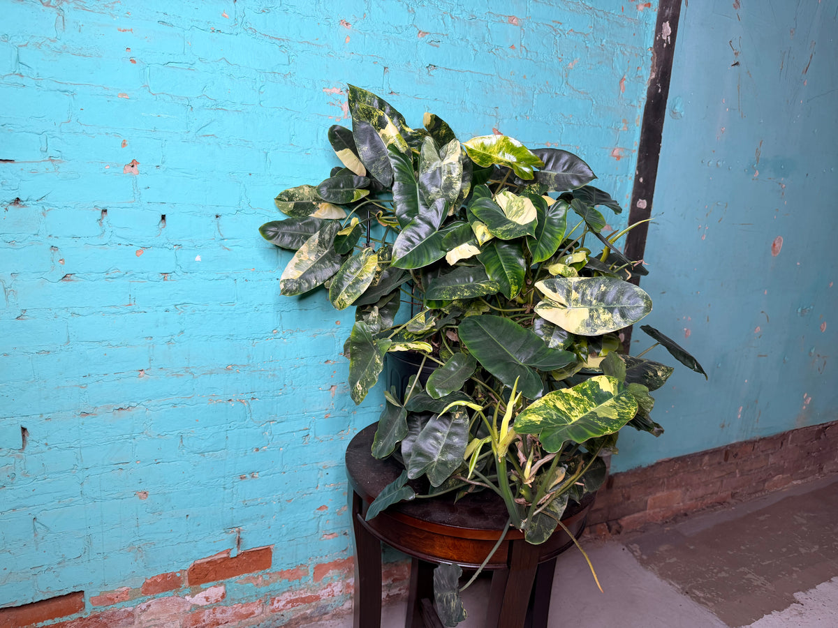 Philodendron Burle Marx Variegated 10”