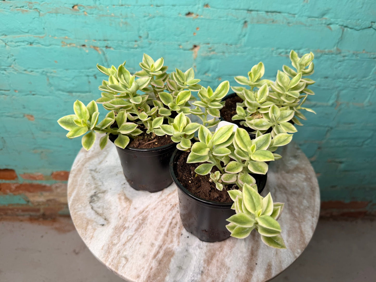 Aptenia Mezoo ‘Livingstone Daisy’ 4”