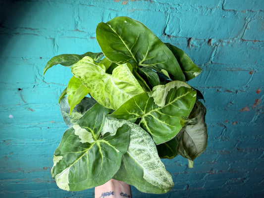 Syngonium Podophyllum Variegated 4”