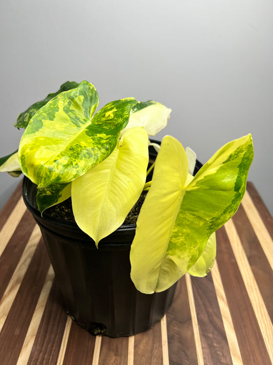 Philodendron Burle Marx Variegated 10”