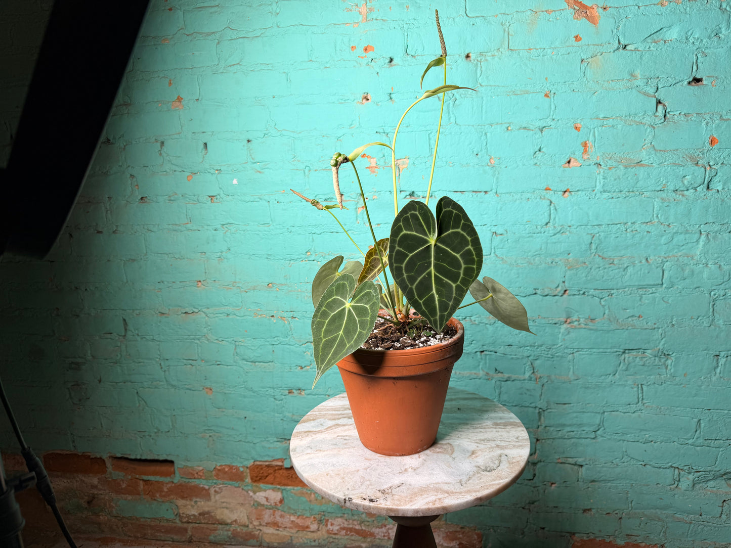 Anthurium Clarinervium 8”