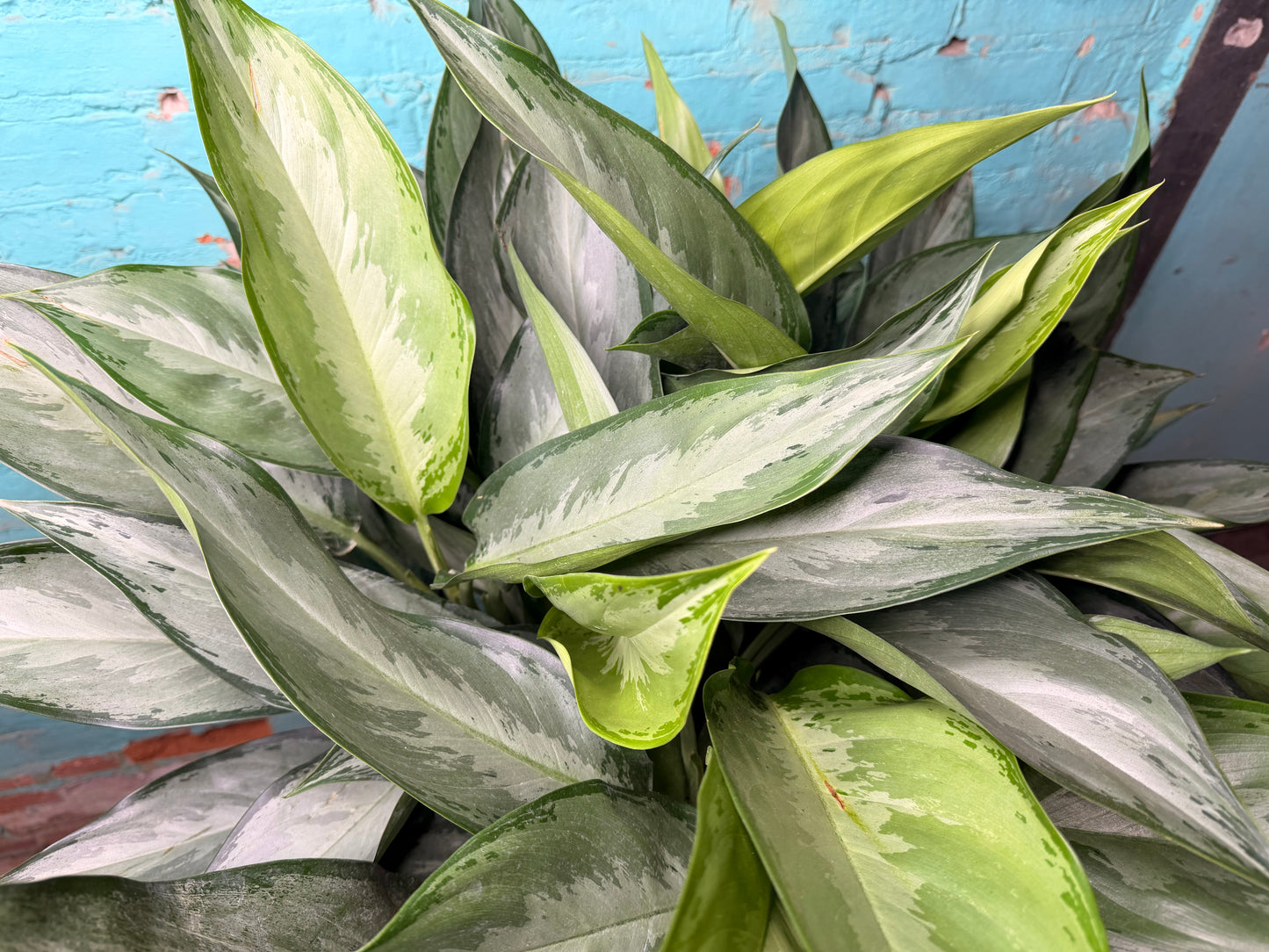 Aglaonema Silver Bay 10”
