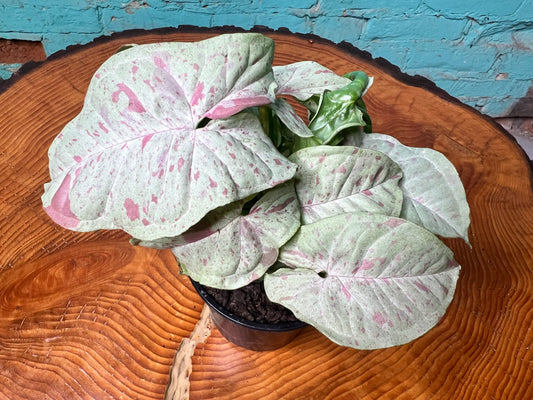 Syngonium Pink confetti