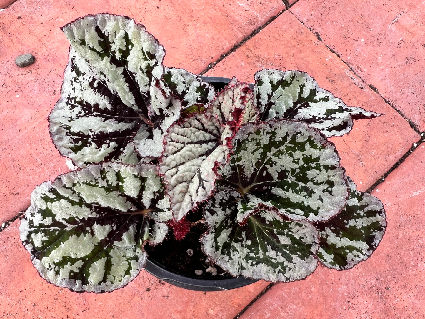 Begonia 'Pin Stripe’ 4”