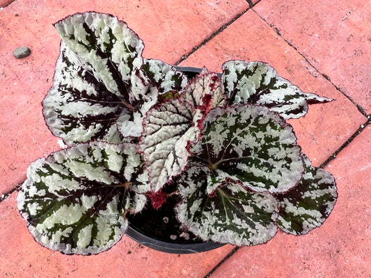 Begonia 'Pin Stripe’ 4”