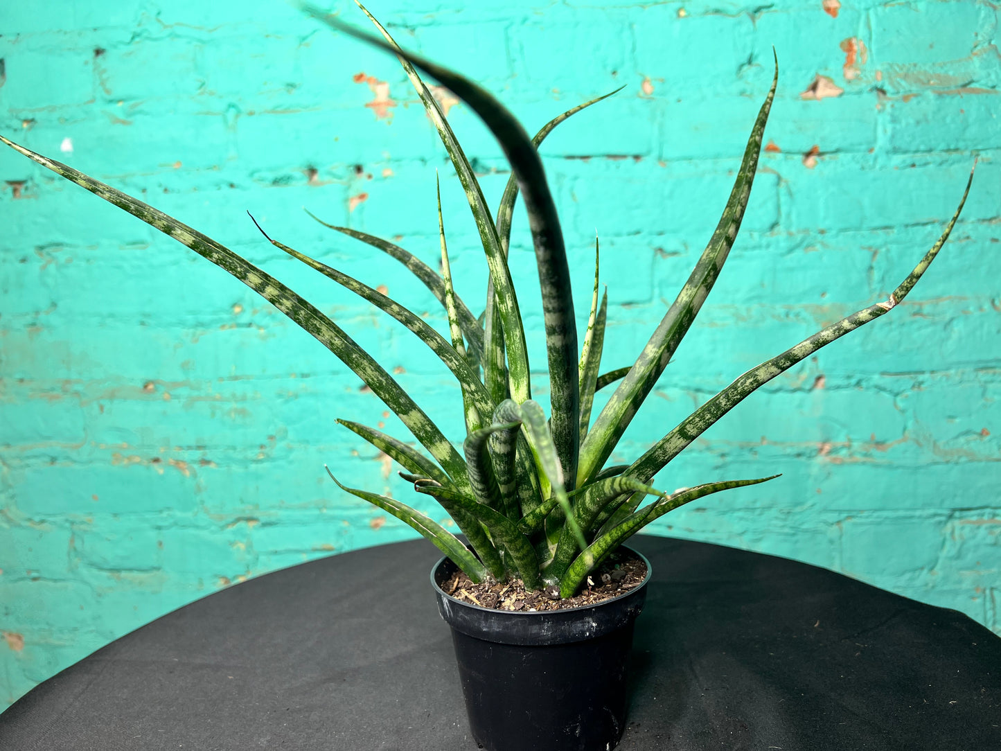 Sansevieria Cylindrica- Snake Plant “Mikado”