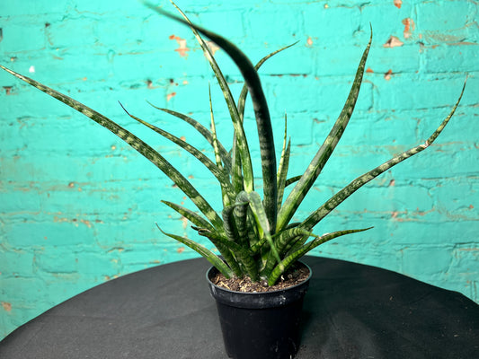 Sansevieria Cylindrica- Snake Plant “Mikado”