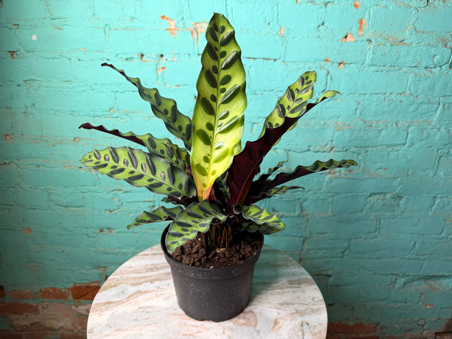 Rattle Snake calathea (6inch)