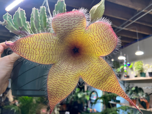 Stapelia Gigantea -Zulu Cactus 8” basket