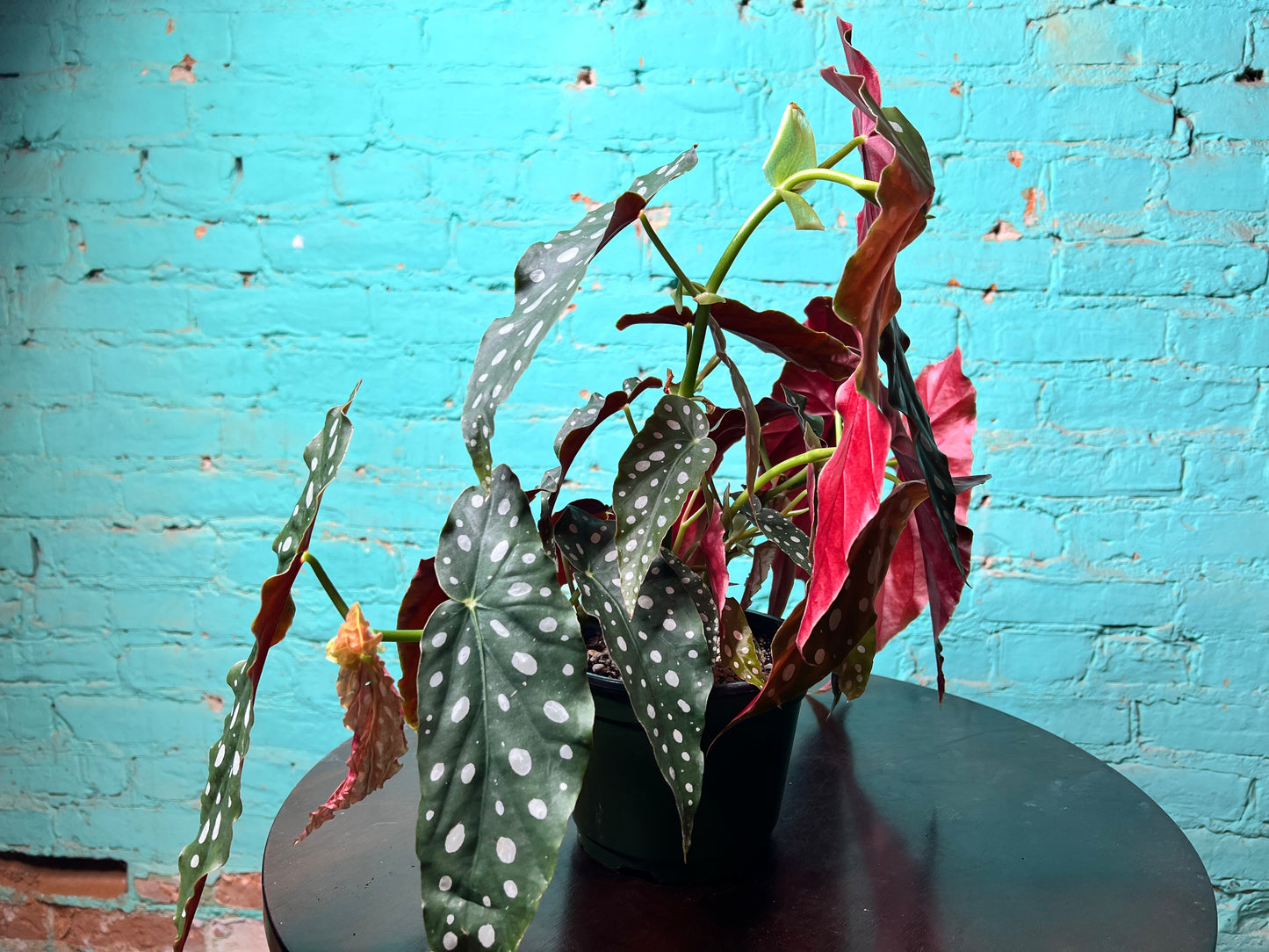 Begonia Maculata 6” Polka Dot