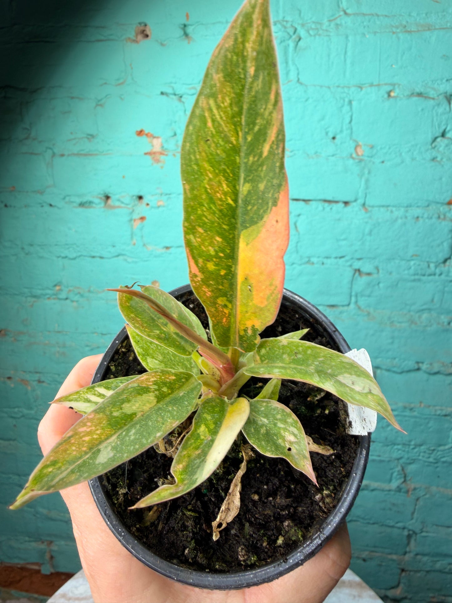 Philodendron Ring of Fire
