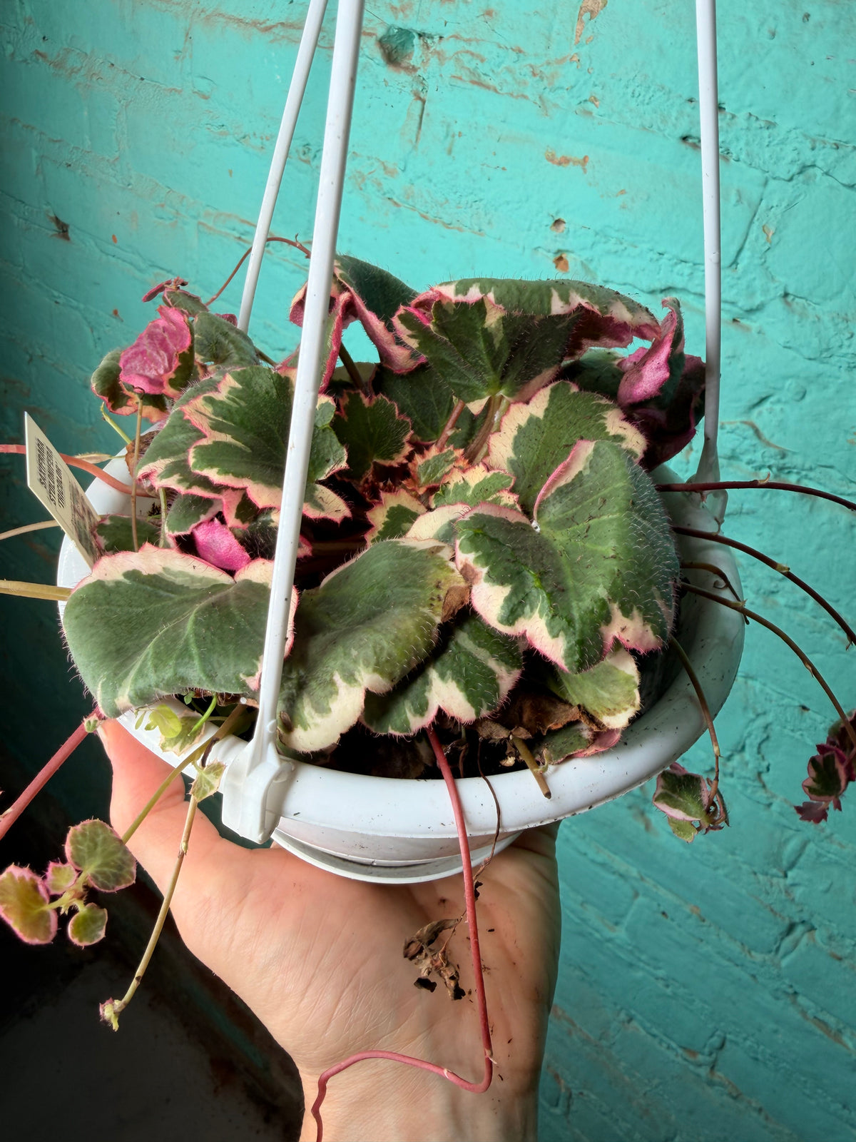 Begonia Strawberry Variegated Basket 6”