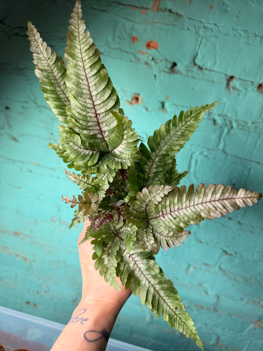 Candy Stripe Brake Fern 4”