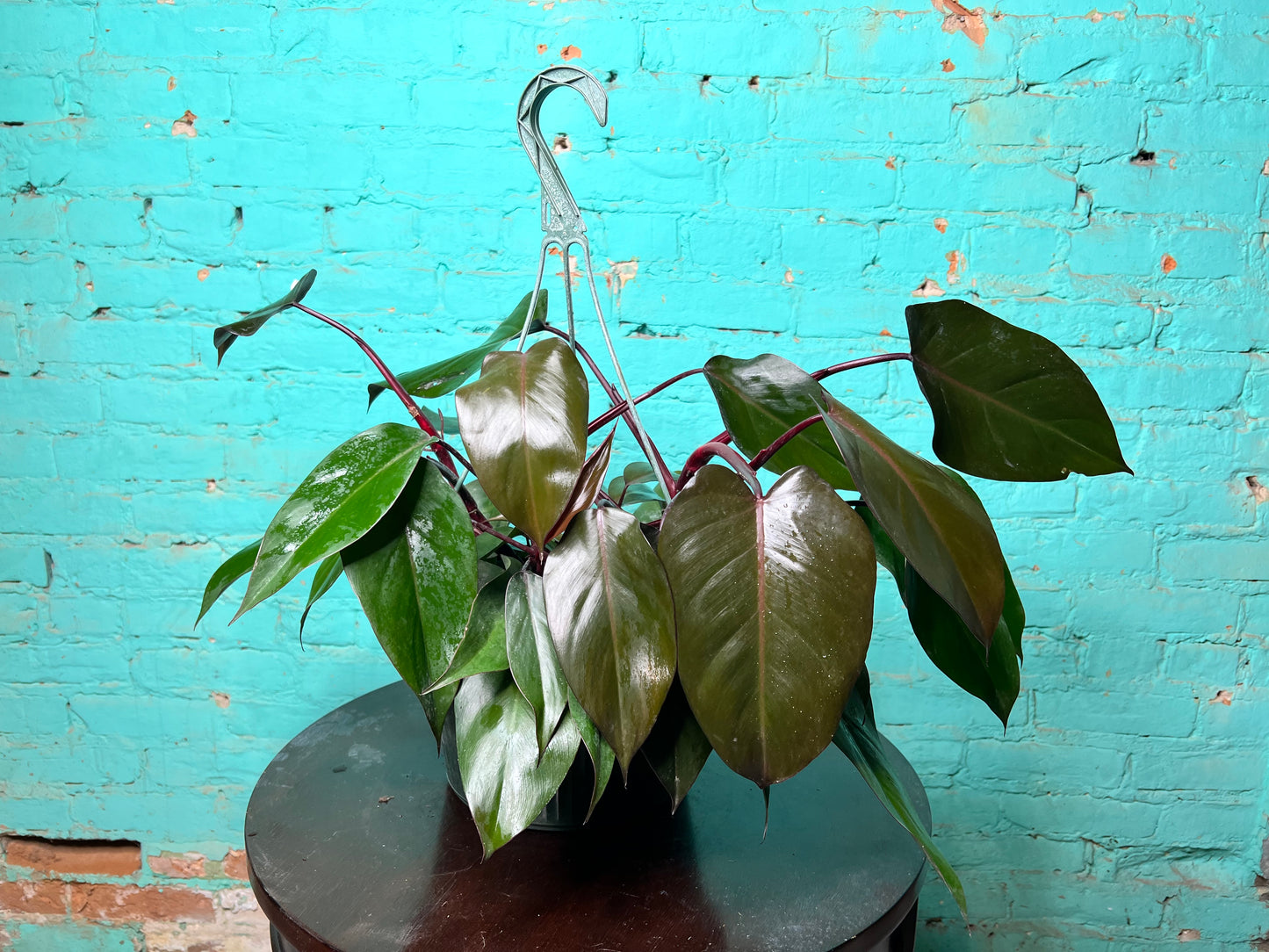 Philodendron Bloody Mary 10” basket