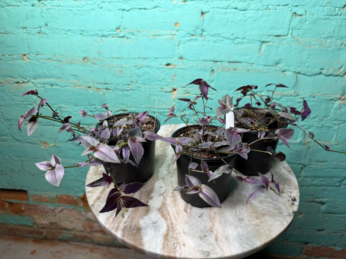 Gibasis Pellucida ‘Bridal Veil’ 4”