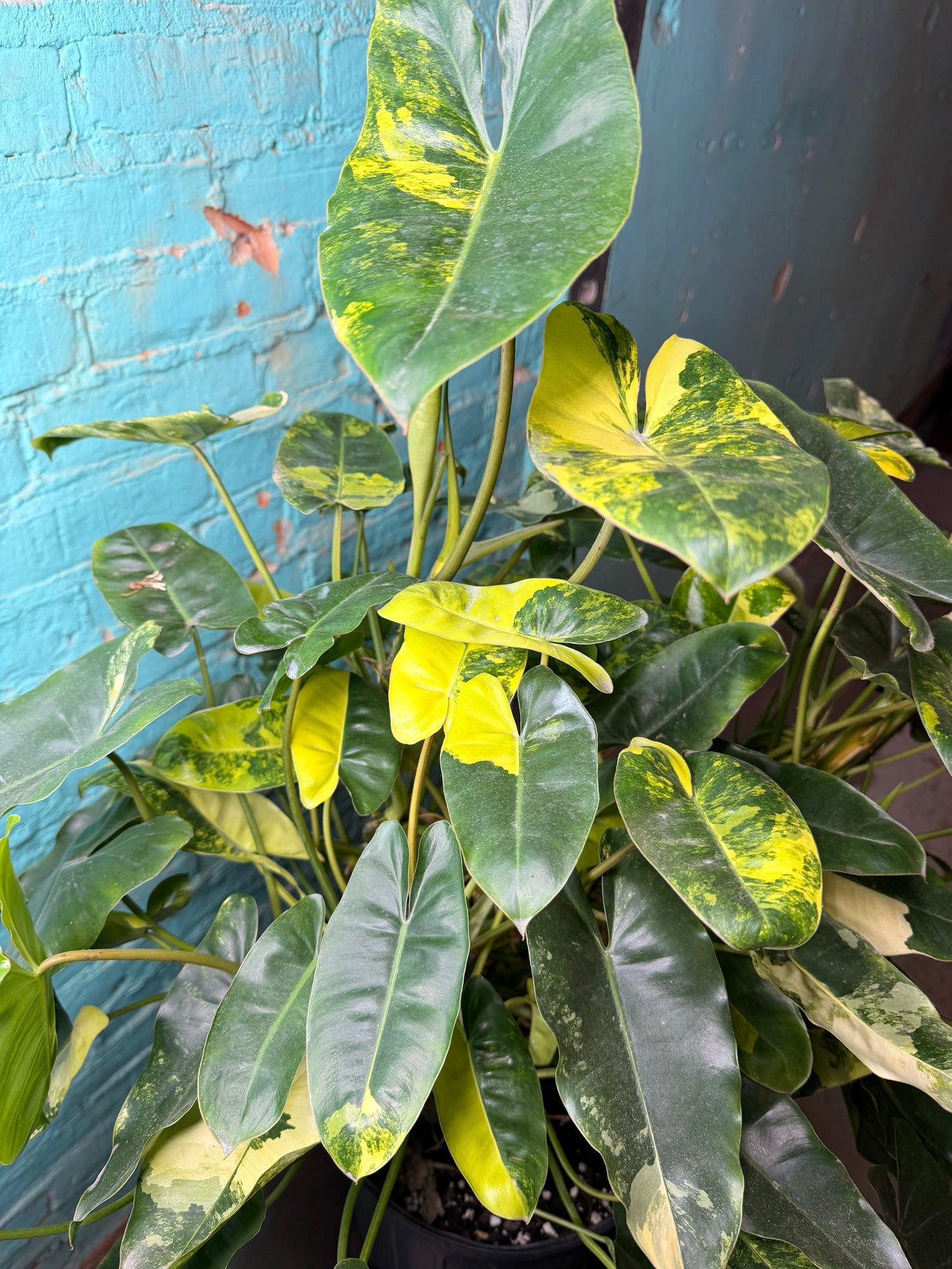 Philodendron Burle Marx Variegated 10”