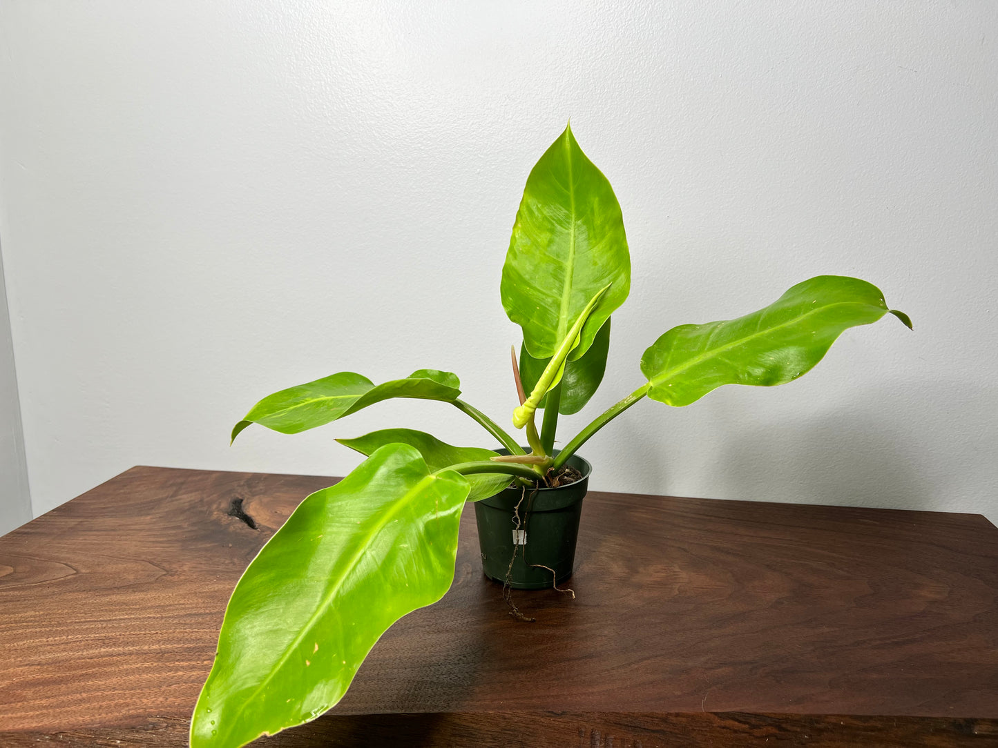 Philodendron moonlight