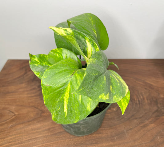 Hawaiian Pothos 4” (very large leaves)