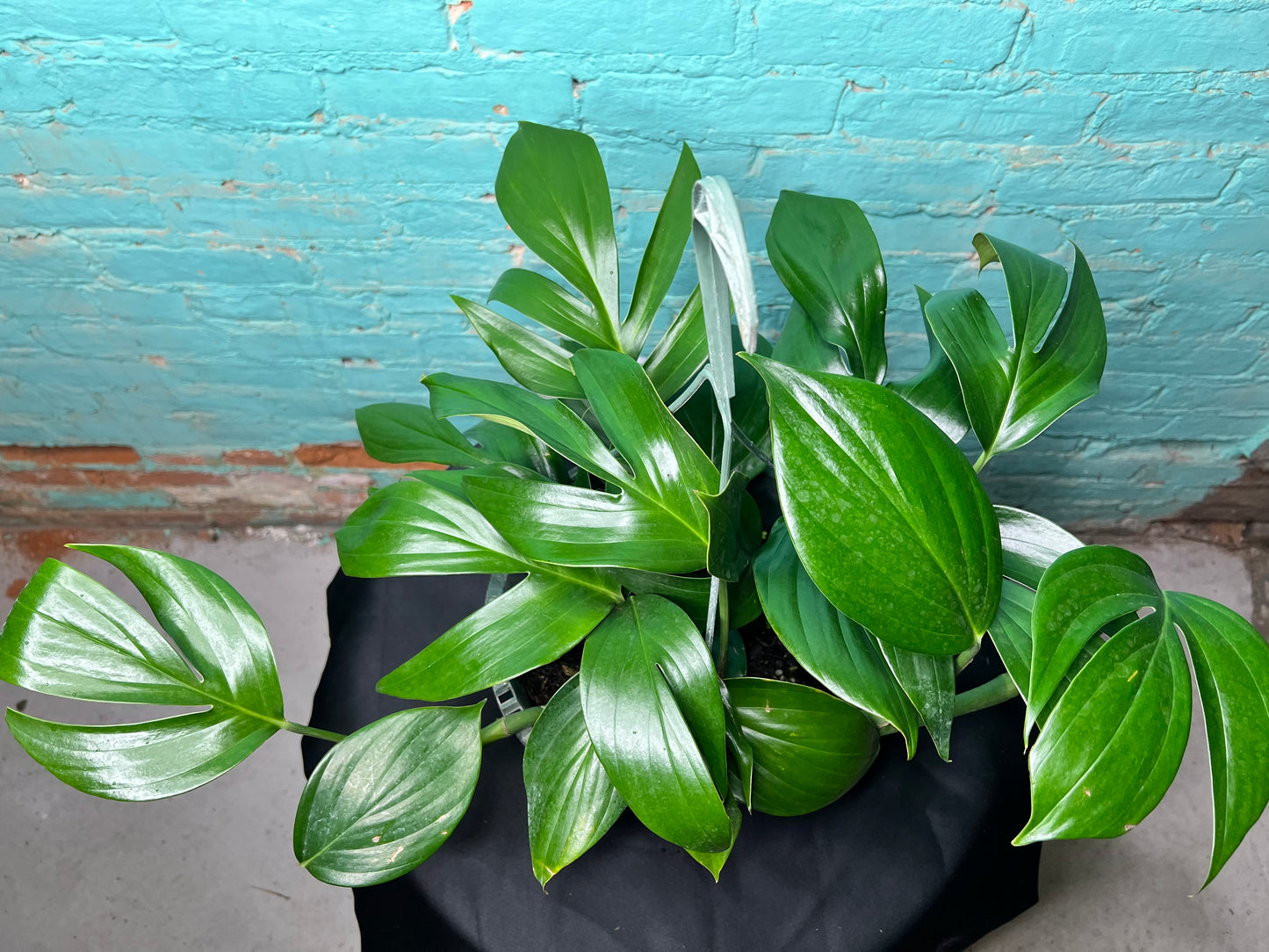 Rhaphidora Decursiva/Dragon Tail 8” basket