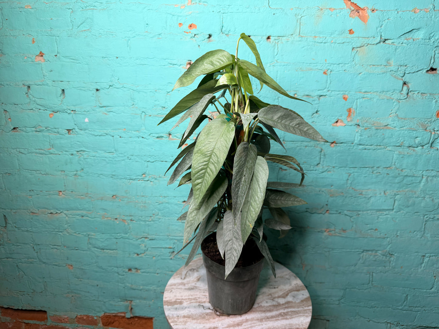 Cebu Blue Pothos Totem 6”