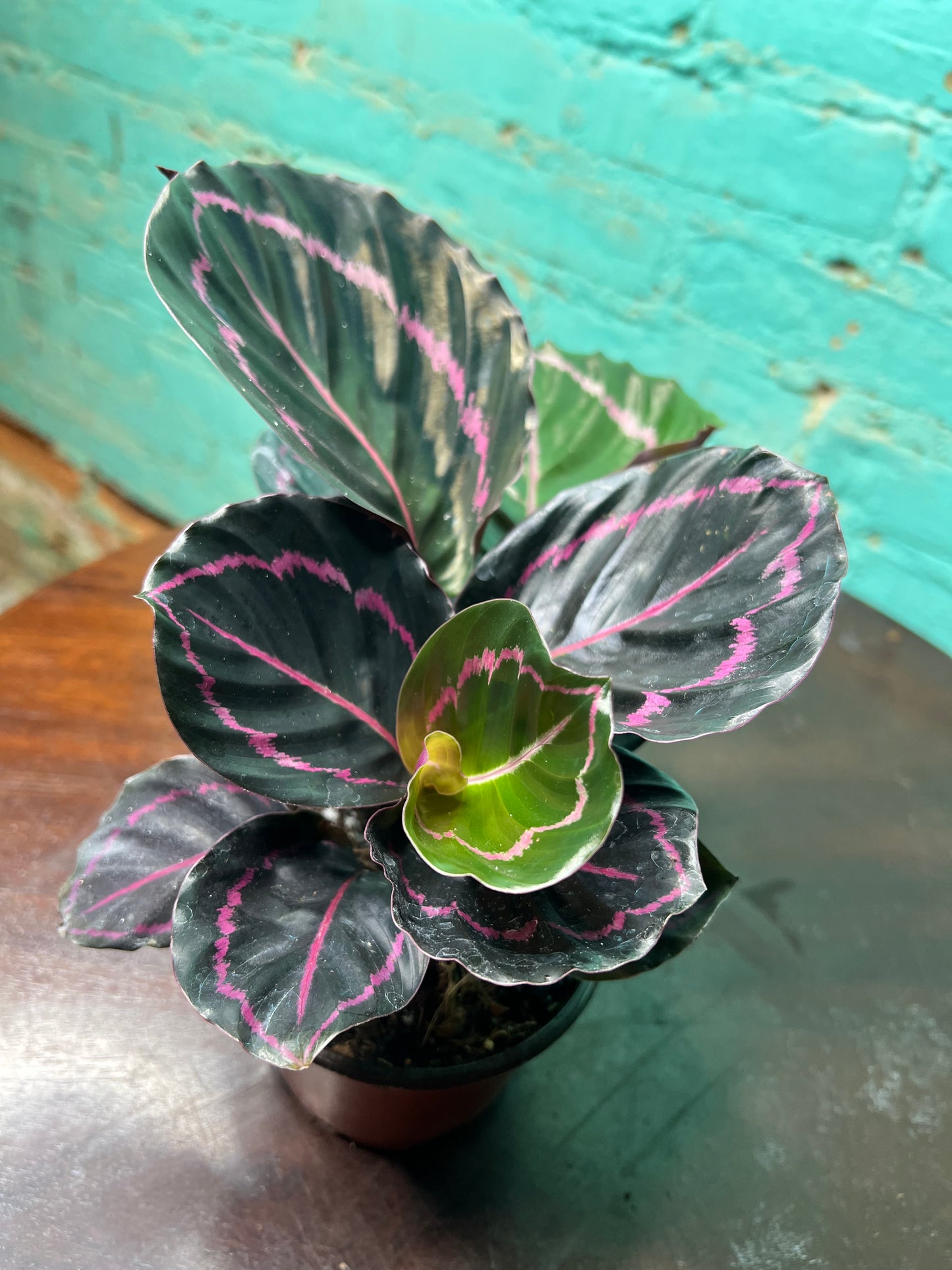 Calathea Dottie  4”