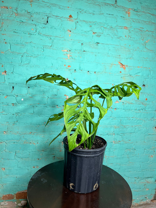 Monstera Esqueleto 10”