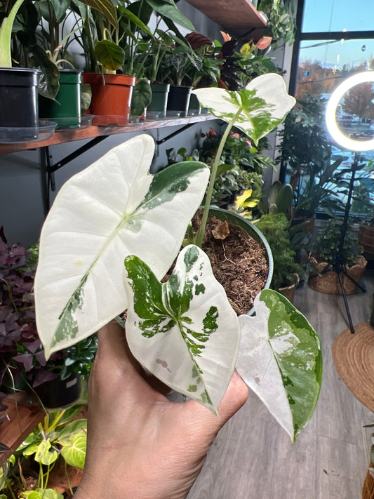 Alocasia Frydrek variegated 4”