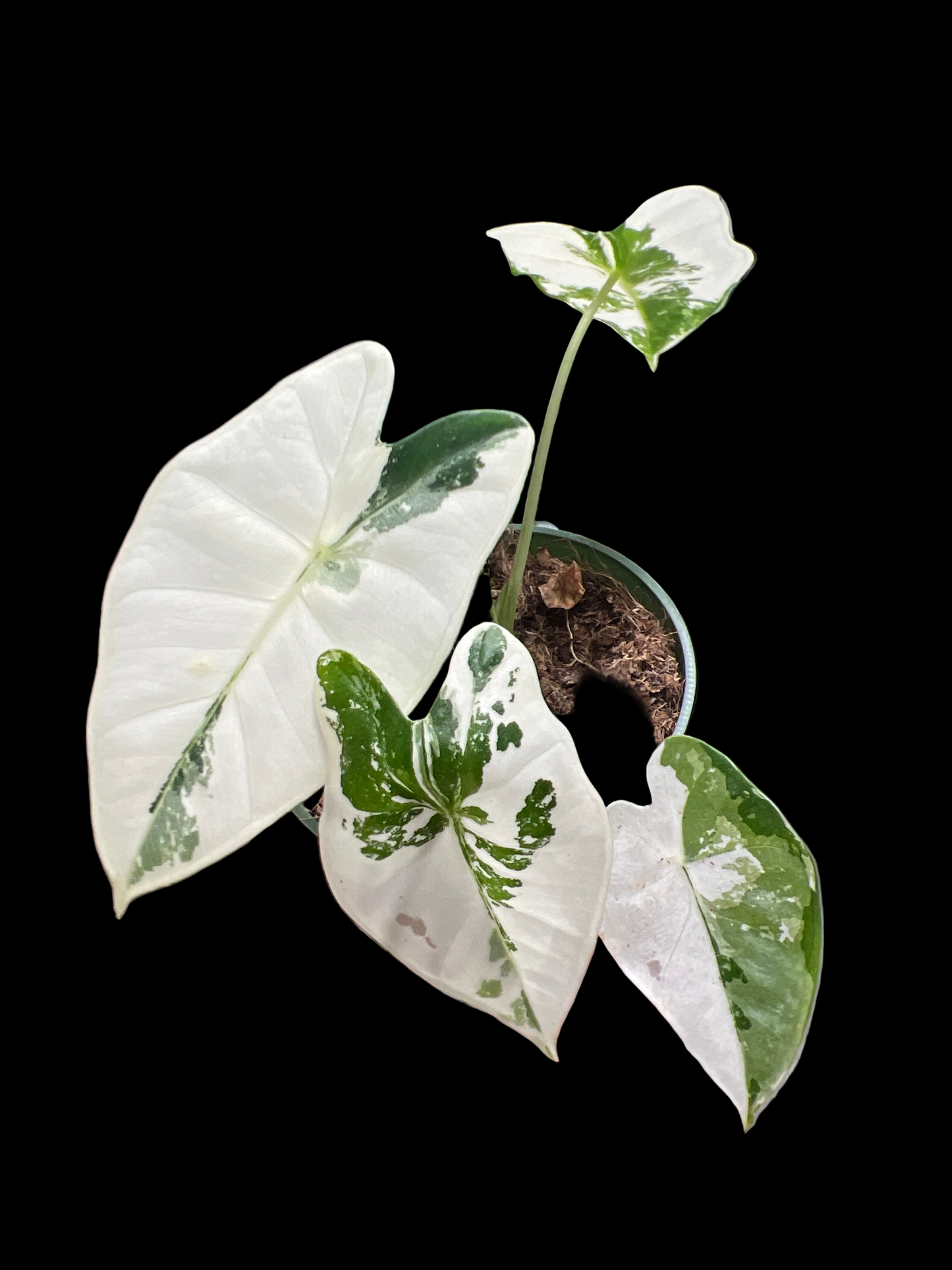 Alocasia Frydrek variegated 4”