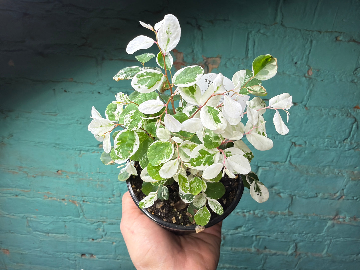 Breynia disticha (Snow Bush) 4”