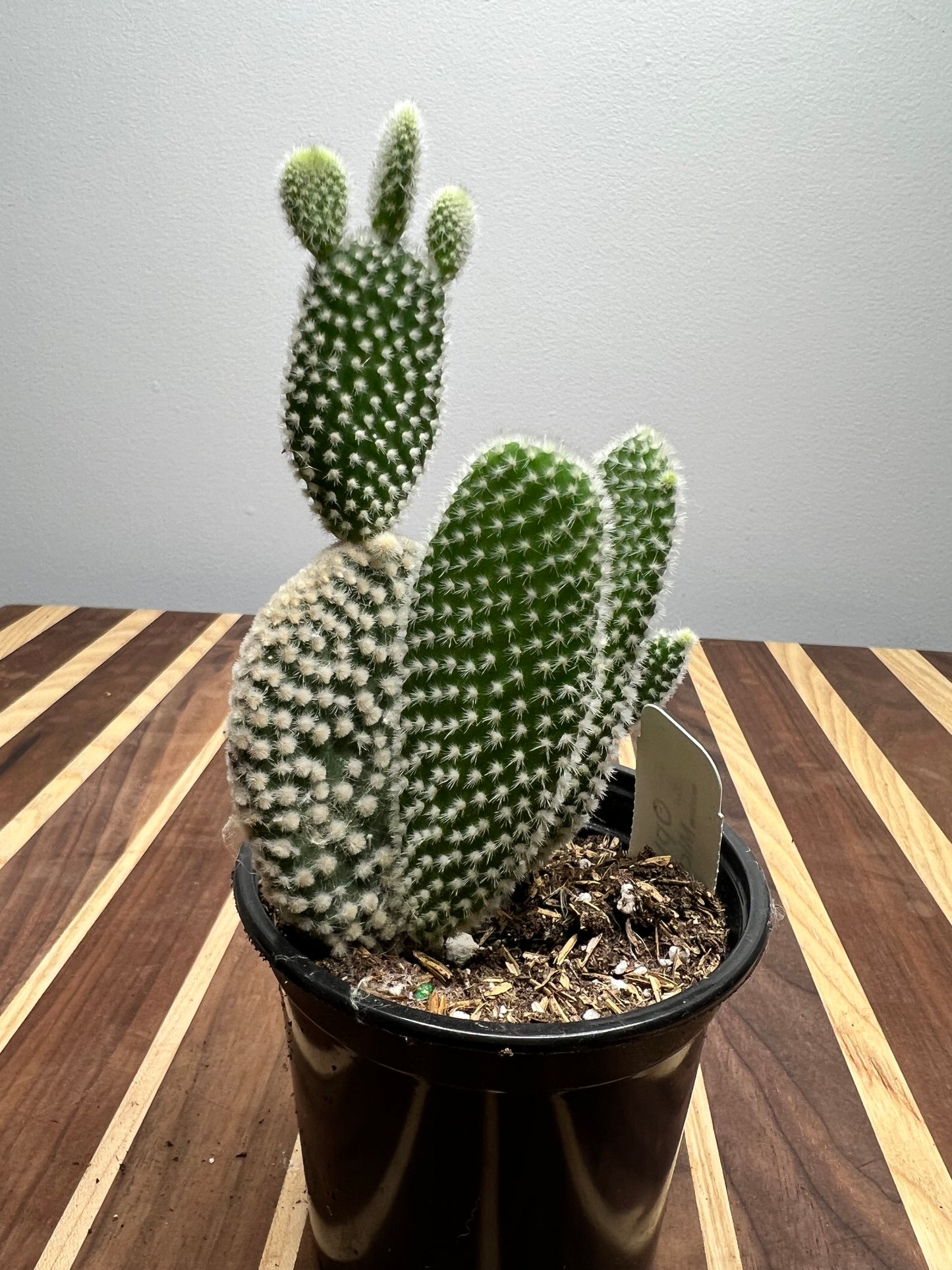 Prickly pear -Bunny ears 4”