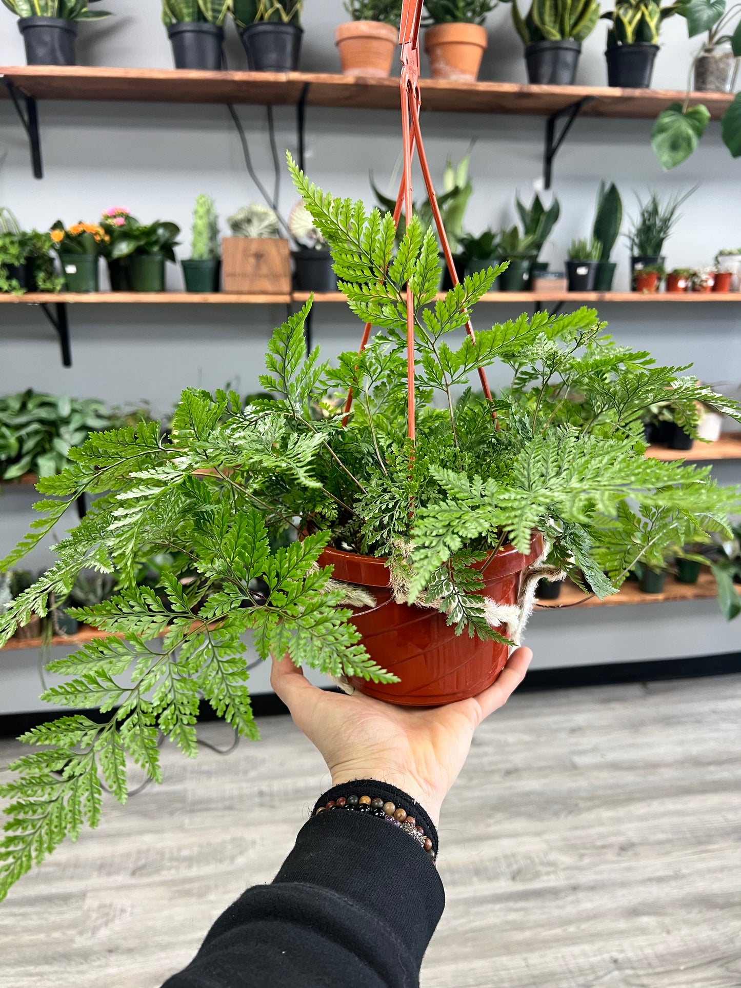 Rabbit Foot Fern Basket 6”
