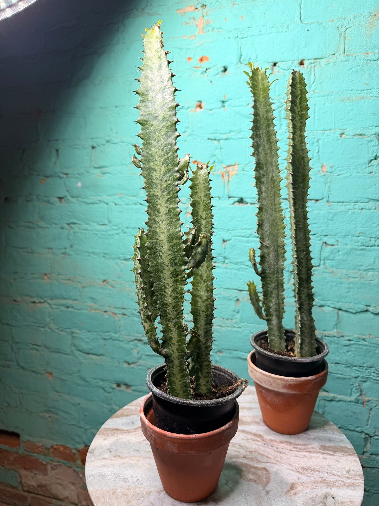 Euphorbia Trigonia green 4”