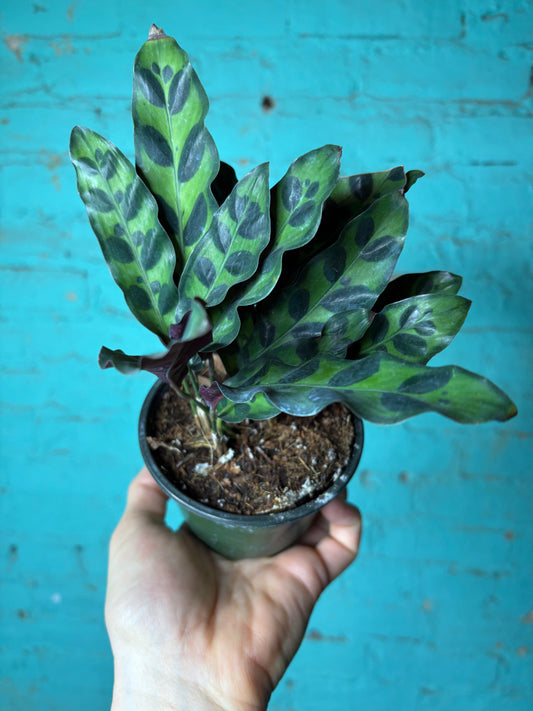 Calathea Rattle Snake 4”