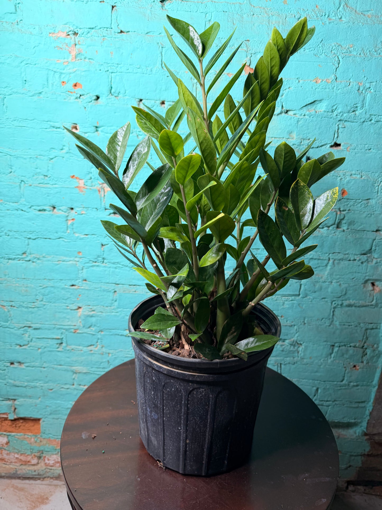 ZZ plant 10”