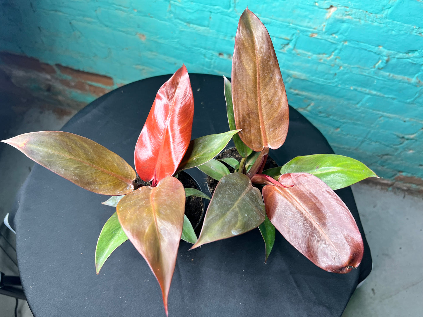 Philodendron- Red Sun